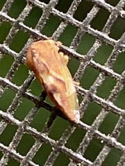 Smiliini
