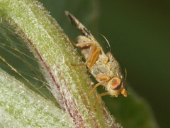 Tephritis bardanae