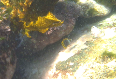 Chaetodon flavirostris