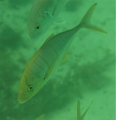 Gnathanodon speciosus