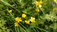 Ranunculus repens