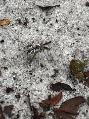 Ellipsoptera hirtilabris