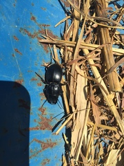 Pasimachus californicus