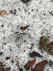 Ellipsoptera hirtilabris