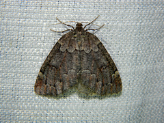 Spodolepis substriataria