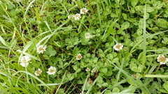 Trifolium repens