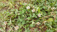 Trifolium repens