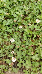 Trifolium repens
