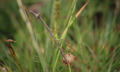 Conocephalus vitticollis