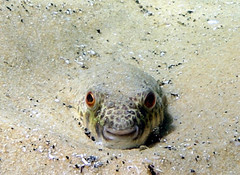 Tetractenos hamiltoni