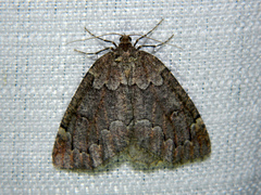 Spodolepis substriataria