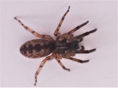 Segestria senoculata