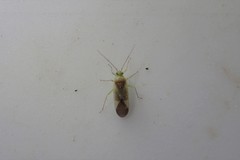 Orthotylus