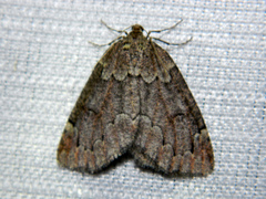 Spodolepis substriataria