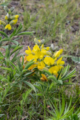 Thermopsis lanceolata