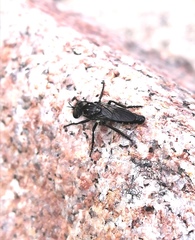 Cyrtopogon lateralis