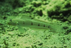 Valenciennea longipinnis