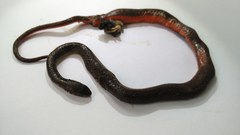 Gongylosoma baliodeira