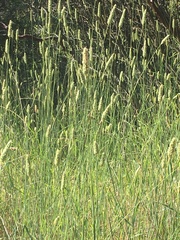 Agropyron cristatum