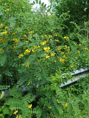 Hippocrepis emerus