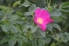 Rosa