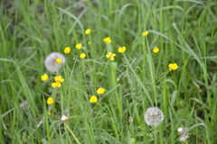 Ranunculus acris