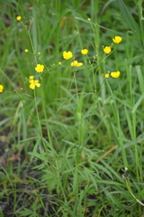 Ranunculus acris