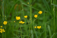 Ranunculus acris