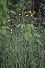 Ranunculus acris