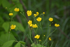 Ranunculus acris
