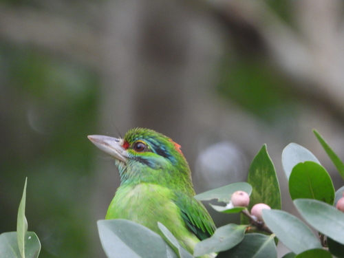Moustached Barbet (Psilopogon incognitus), photo 9