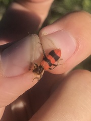 Trichodes bibalteatus