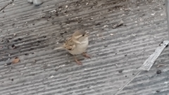 Passer domesticus