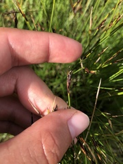 Schoenus ferrugineus