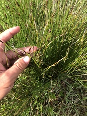 Schoenus ferrugineus