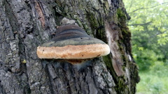 Phellinus igniarius