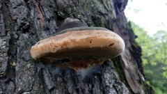 Phellinus igniarius