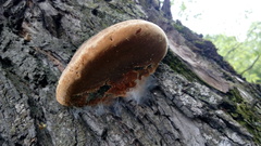 Phellinus igniarius
