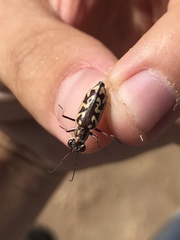 Ellipsoptera cuprascens