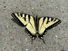 Papilio canadensis