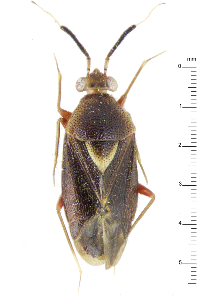 Dashymenia