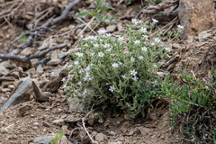 Stellaria dichotoma