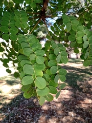 Stryphnodendron adstringens