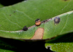 Callirhytis serricornis