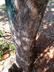 Stryphnodendron adstringens