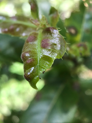 Taphrina caerulescens