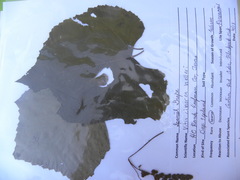 Vitis cinerea helleri