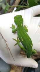 Naultinus elegans