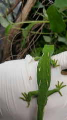 Naultinus elegans