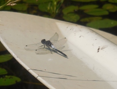 Leucorrhinia frigida